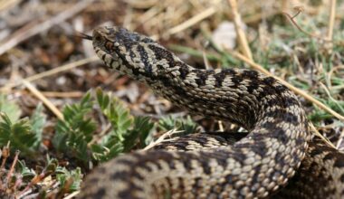 Un garçon de deux ans mord un cobra qui l'a attaqué et le tue
