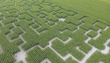 Près de Toulouse, ce labyrinthe de maïs lance une nouvelle saison entre énigmes et défis