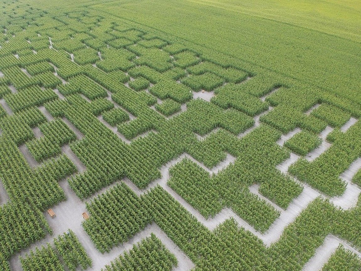 Près de Toulouse, ce labyrinthe de maïs lance une nouvelle saison entre énigmes et défis