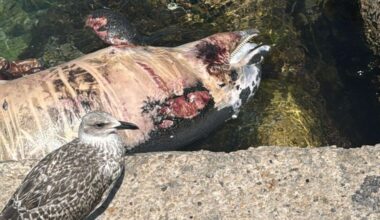 Un cadavre de dauphin retrouvé au port des Goudes