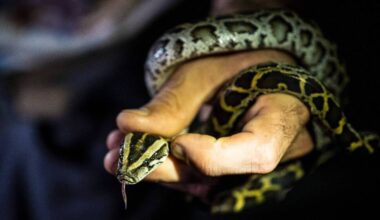 Un agriculteur dévoré par un python de 8 mètres en Indonésie