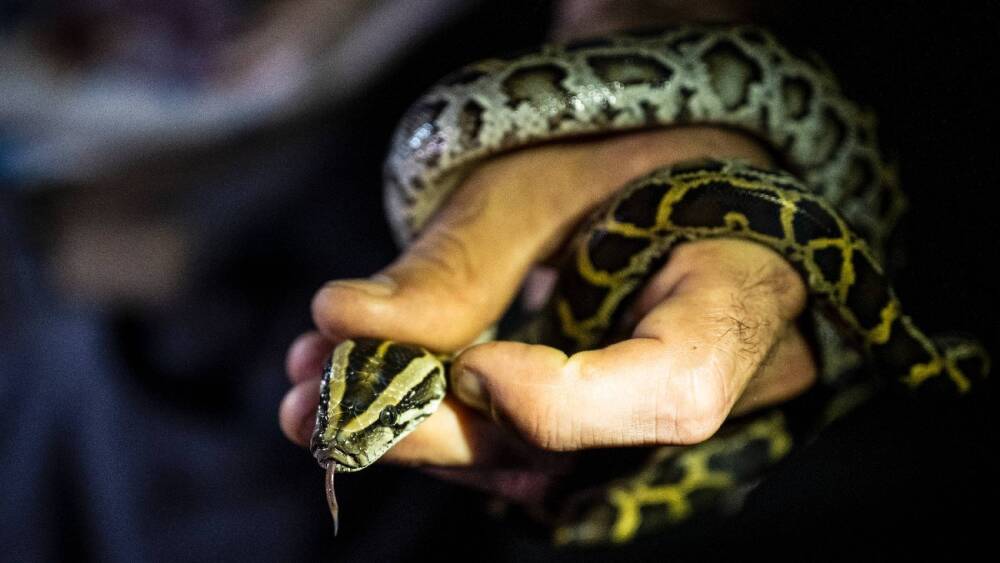 Un agriculteur dévoré par un python de 8 mètres en Indonésie