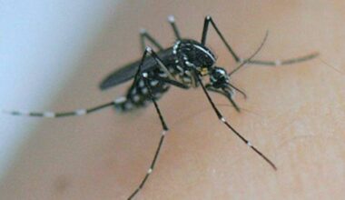 Un cas de dengue détecté à Rognac