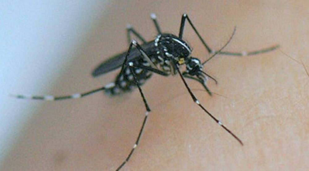 Un cas de dengue détecté à Rognac