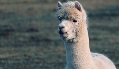 Des chercheurs utilisent les anticorps d'un animal pour lutter contre la schizophrénie