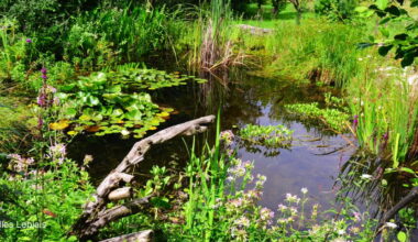Mare nature jardin