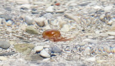 Les méduses sont partout en cette première semaine de juillet: voici la liste des plages concernées dans les Alpes-Maritimes et le Var