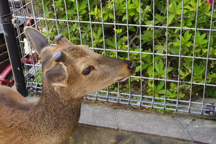 MIYAJIMA JAPON