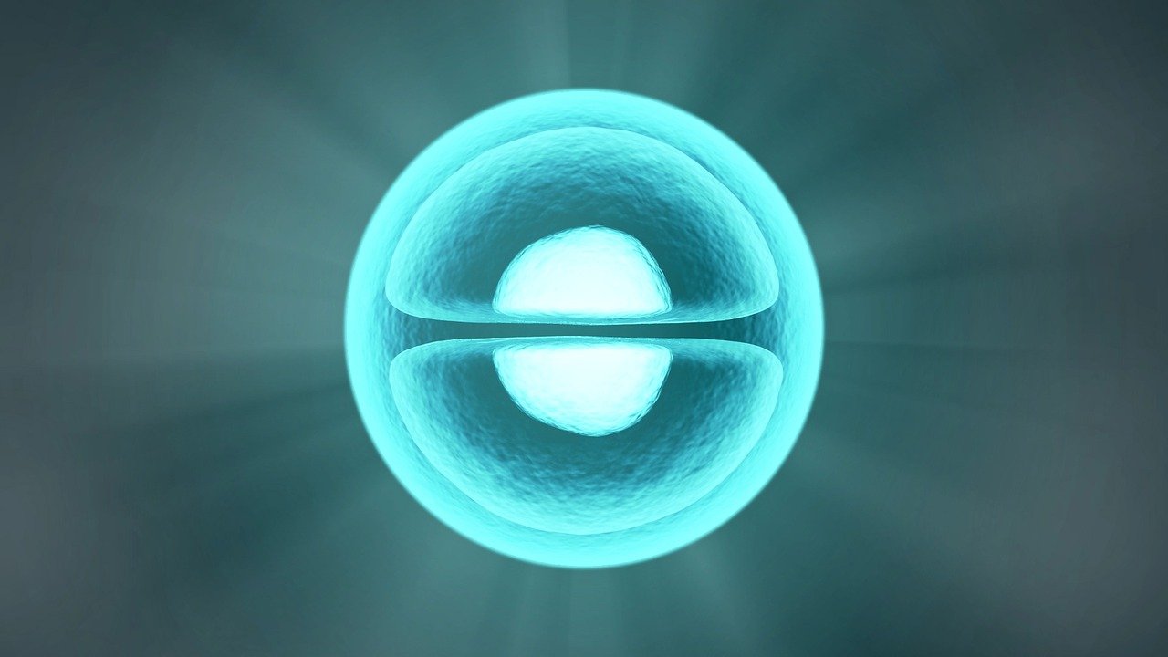 cellules