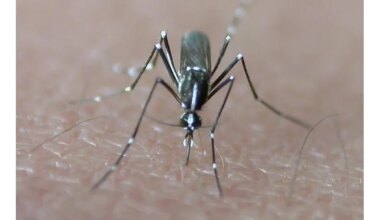 Plusieurs cas de chikungunya et de dengue importés en Île-de-France depuis mai