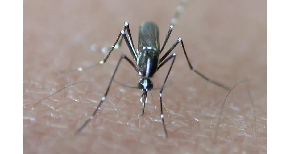 Plusieurs cas de chikungunya et de dengue importés en Île-de-France depuis mai