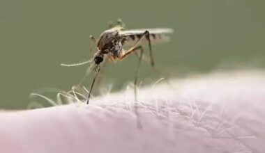 Un cas du virus "West Nile" a été identifié dans le Var: il s'agit du premier cas autochtone en 2025