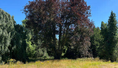 cet arbre vieux de 150 ans risque de tomber à tout moment