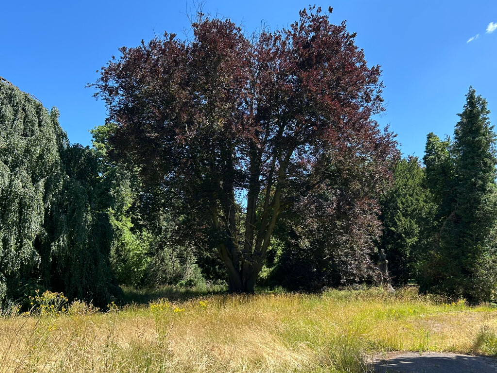 cet arbre vieux de 150 ans risque de tomber à tout moment