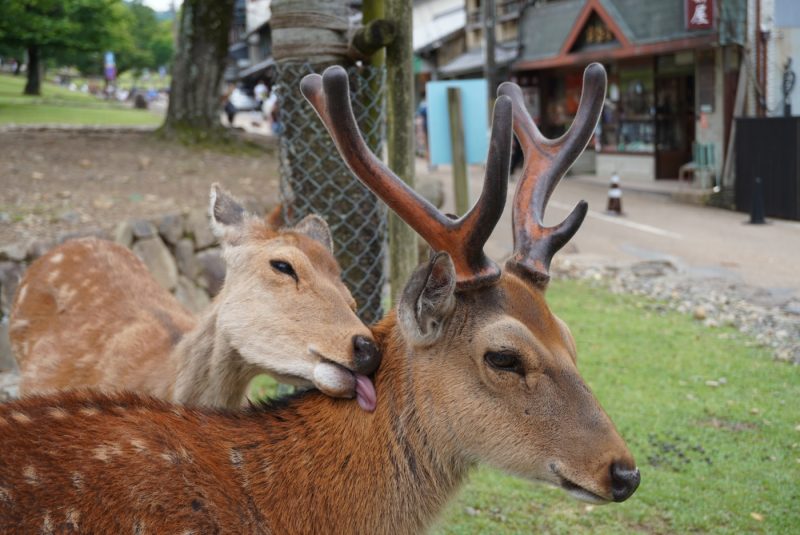 NARA JAPON DAIMS