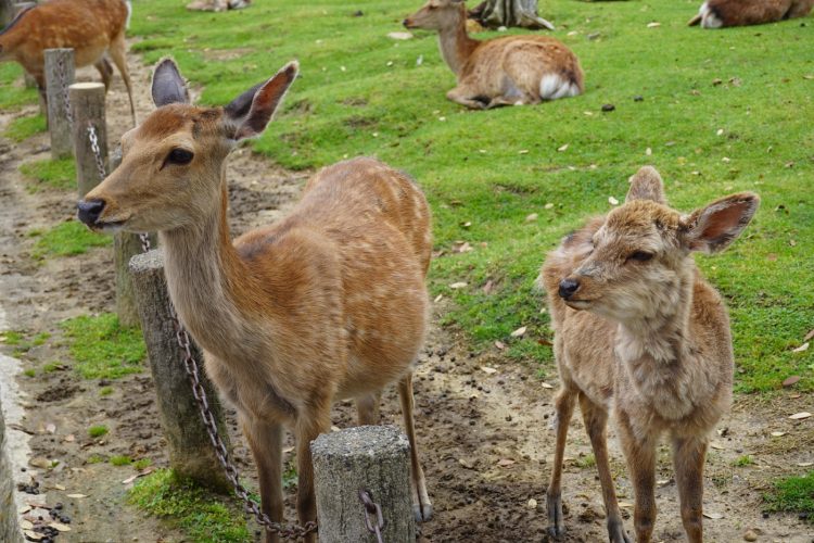 NARA JAPON DAIMS