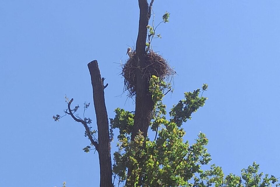 Des cigognes ont installé leur nid en haut de l'arbre.