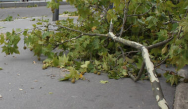 un blessé et des chutes d’arbres dans l’agglomération grenobloise