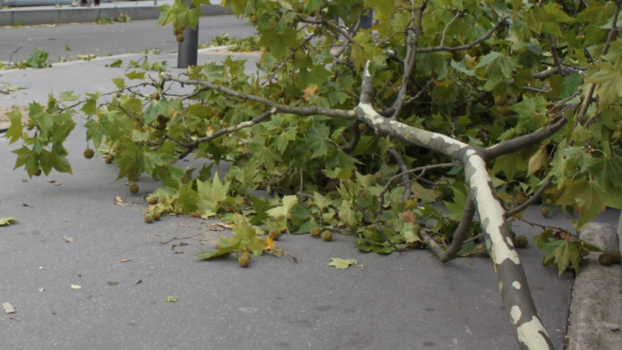un blessé et des chutes d’arbres dans l’agglomération grenobloise