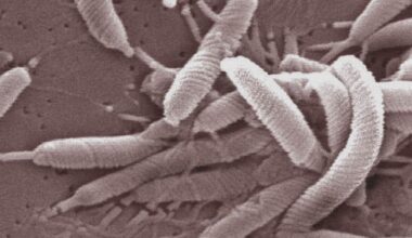 Une bactérie oubliée pourrait causer 15 millions de cancers: 75% seraient évitables grâce à un simple traitement