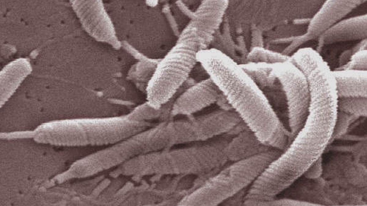 Une bactérie oubliée pourrait causer 15 millions de cancers: 75% seraient évitables grâce à un simple traitement