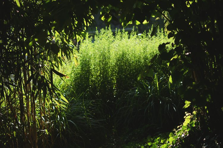 Parc Orangerie verdure végétal plantes nature (10)