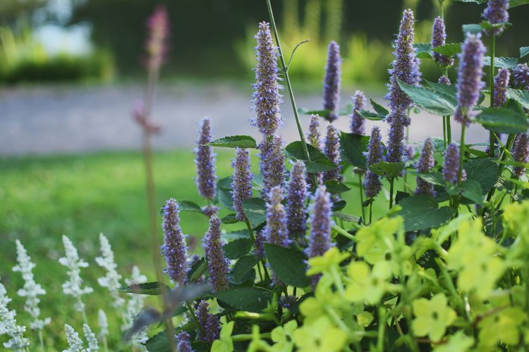 fleurs Parc Orangerie verdure végétal plantes nature (23)