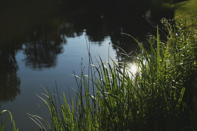 lac étang Parc Orangerie verdure végétal plantes nature (26)