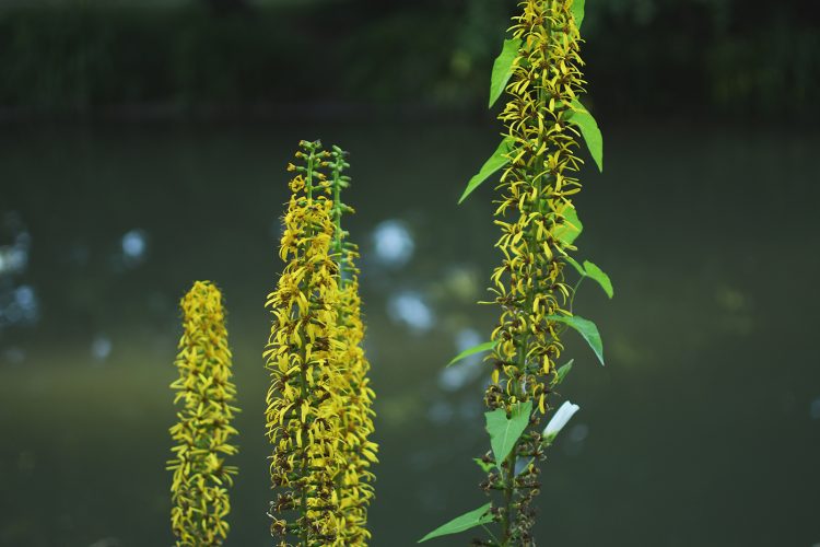 fleurs Parc Orangerie verdure végétal plantes nature (35)