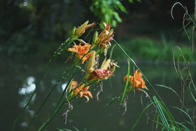 fleurs Parc Orangerie verdure végétal plantes nature (36)
