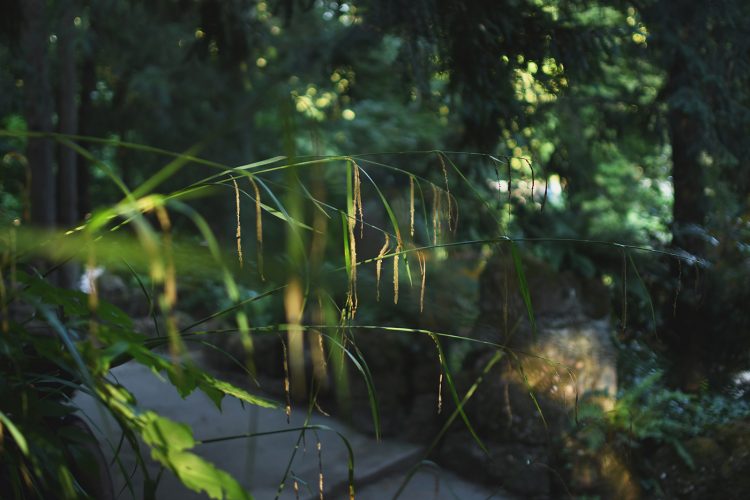 Parc Orangerie verdure végétal plantes nature (42)