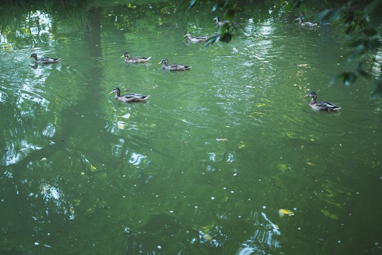 canards Parc Orangerie verdure végétal plantes nature (44)