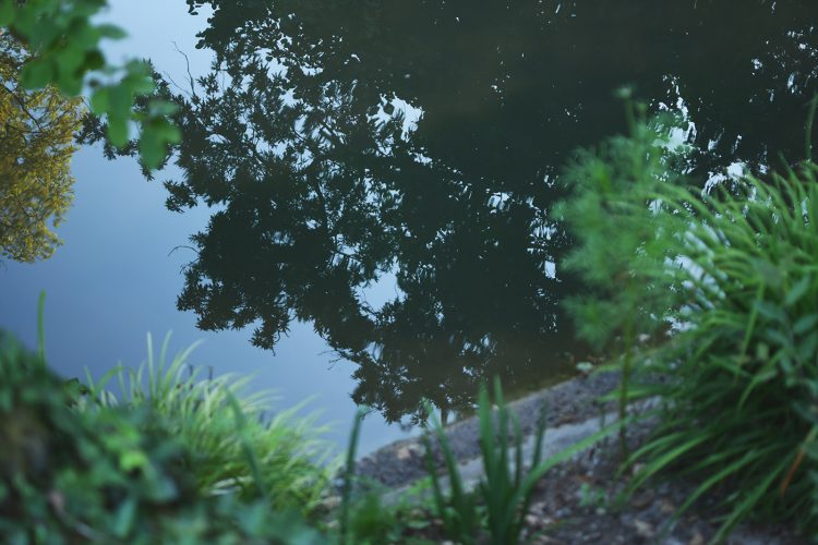 Parc Orangerie verdure végétal plantes nature (48)