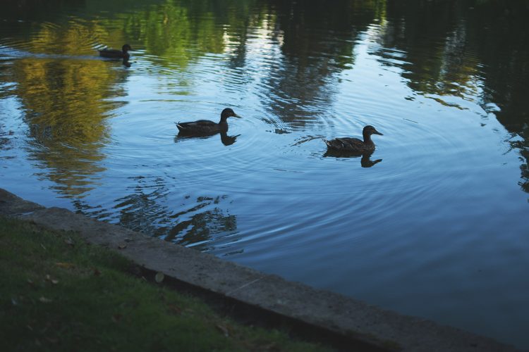 canard Parc Orangerie verdure végétal plantes nature (51)