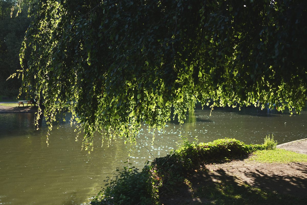 Parc Orangerie verdure végétal plantes nature (8)
