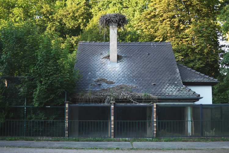 Parc Orangerie verdure végétal plantes nature (82)