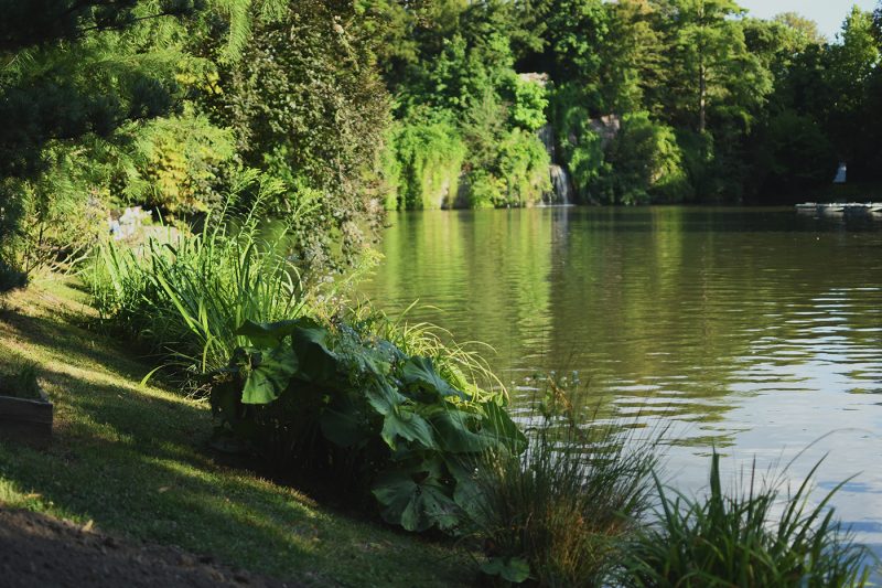 étang Parc Orangerie verdure végétal plantes nature (89)