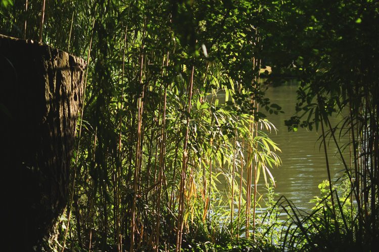 Parc Orangerie verdure végétal plantes nature (9)