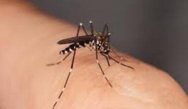 Chikungunya : un cas autochtone détecté en Nouvelle-Aquitaine, quels sont les bons gestes pour se protéger ?