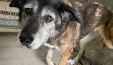 Pêche, une "petite mamie calme qui ne demande que de l'amour", cherche une famille pour finir sa vie