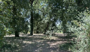 La gronde continue pour les opposants au projet d'accrobranche dans un parc près de Bordeaux