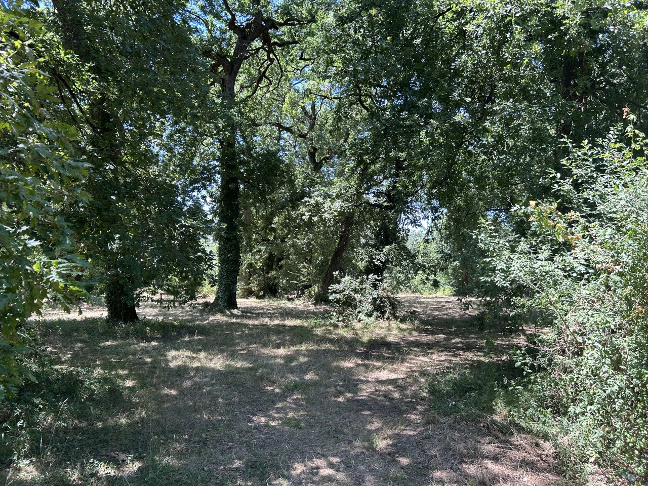La gronde continue pour les opposants au projet d'accrobranche dans un parc près de Bordeaux