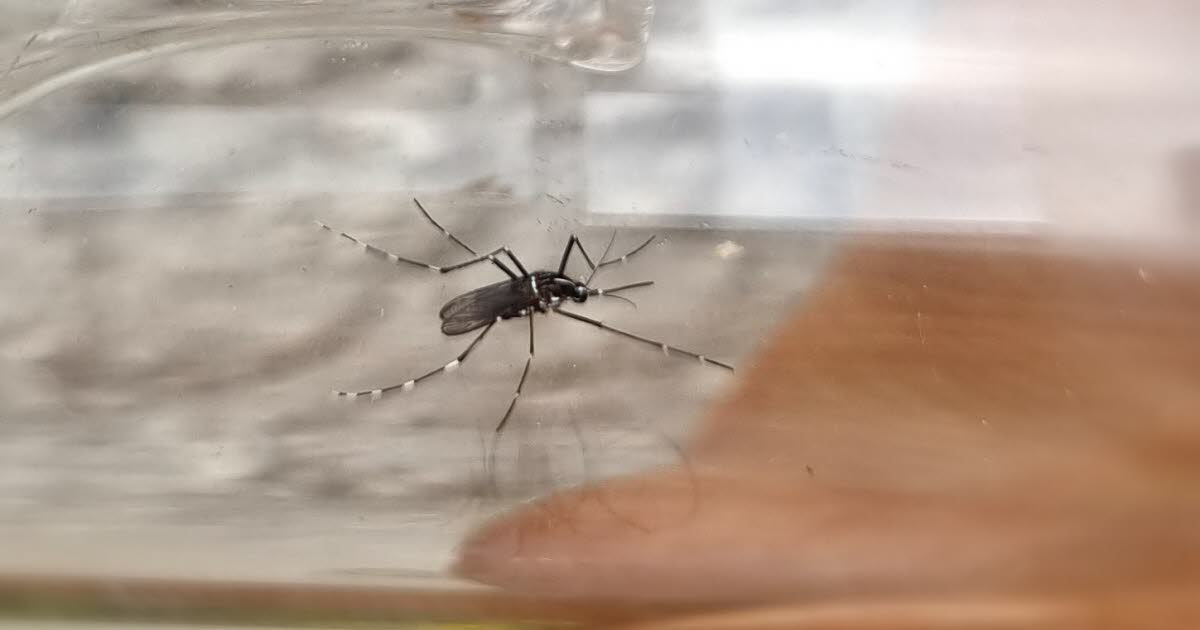 Bas-Rhin. Opération de démoustication à Strasbourg et Truchtersheim après la découverte d'un cas de Zika