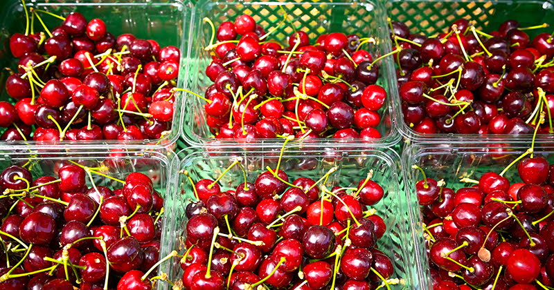 A la Ferme des Fruitiers, la cerise ouvre le bal de l’été !