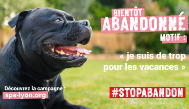 Animaux. La SPA de Lyon lance une campagne contre les abandons
