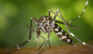 Alsace. Un premier cas autochtone de chikungunya confirmé : des opérations de démoustication à Lipsheim - les Dernières Nouvelles d'Alsace
