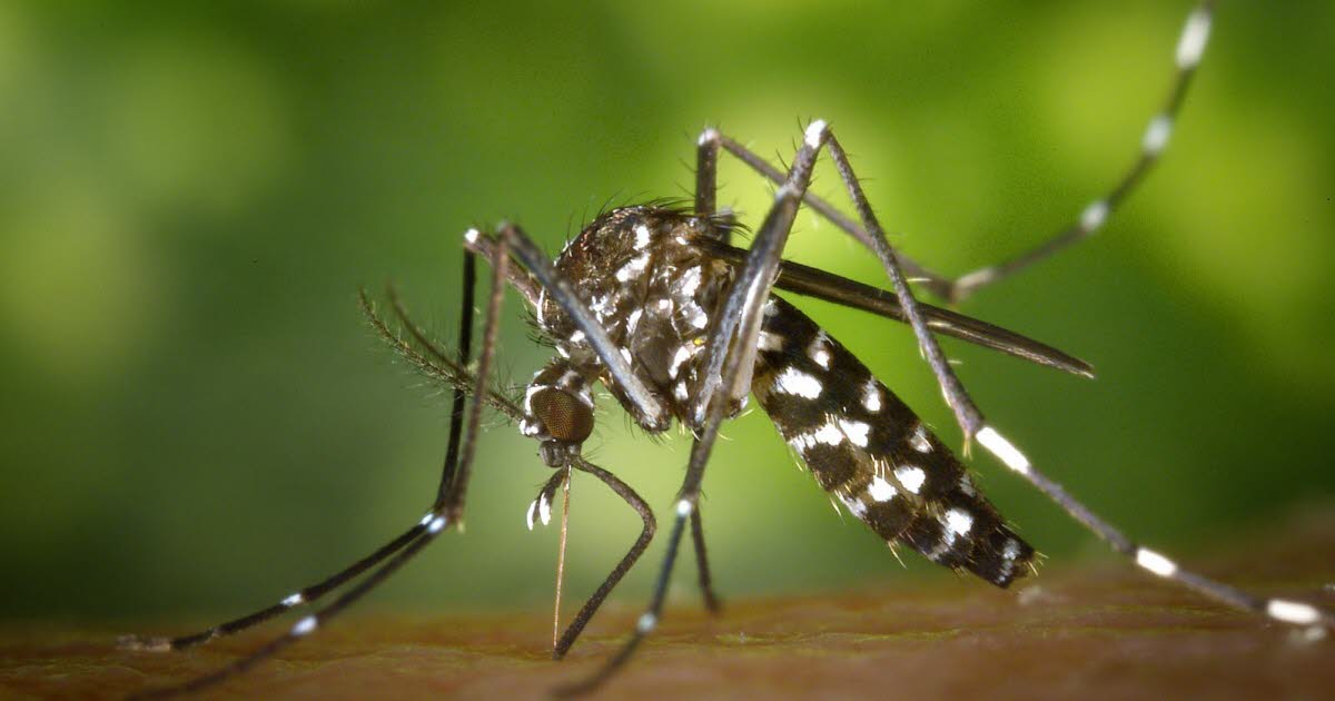 Alsace. Un premier cas autochtone de chikungunya confirmé : des opérations de démoustication à Lipsheim - les Dernières Nouvelles d'Alsace