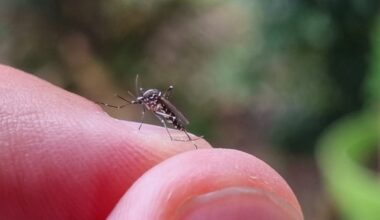 on a suivi une équipe dans sa lutte contre le moustique tigre