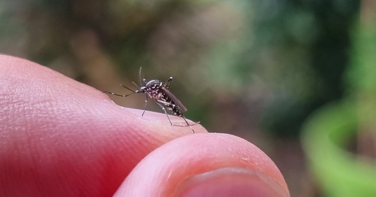 on a suivi une équipe dans sa lutte contre le moustique tigre
