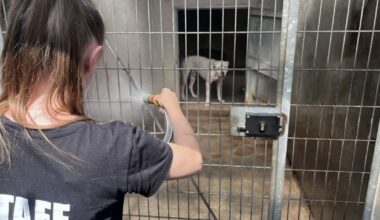 comment les pensions et refuges animaliers font face à la canicule